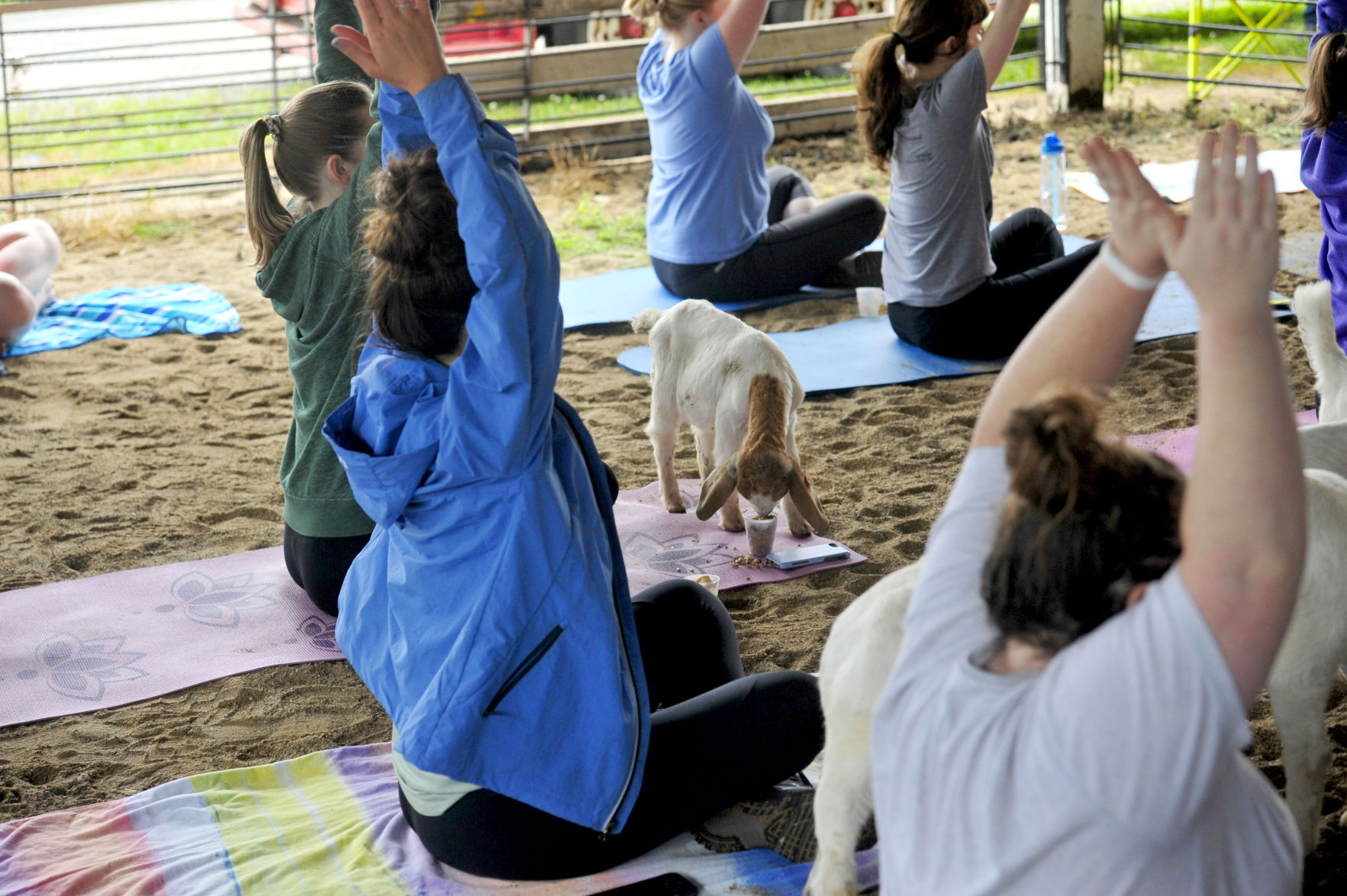 CHARLESTON GOAT YOGA 7 (06/22/19)